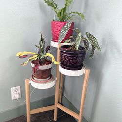 Plant/plant Stand 