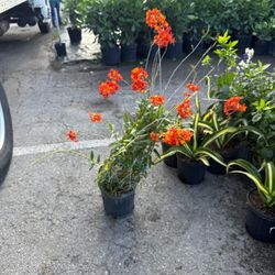 Vibrant Orange Reed Stem Orchid – 3 Gallon Pot – Only $16!