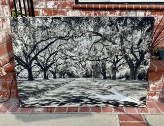 Large (47”x32”) Black & White Canvas Painting - Oak Tree Lined Road