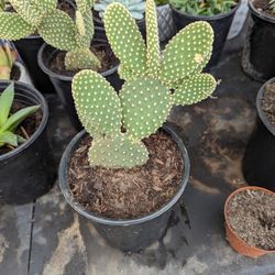 Bunny ears Cactus