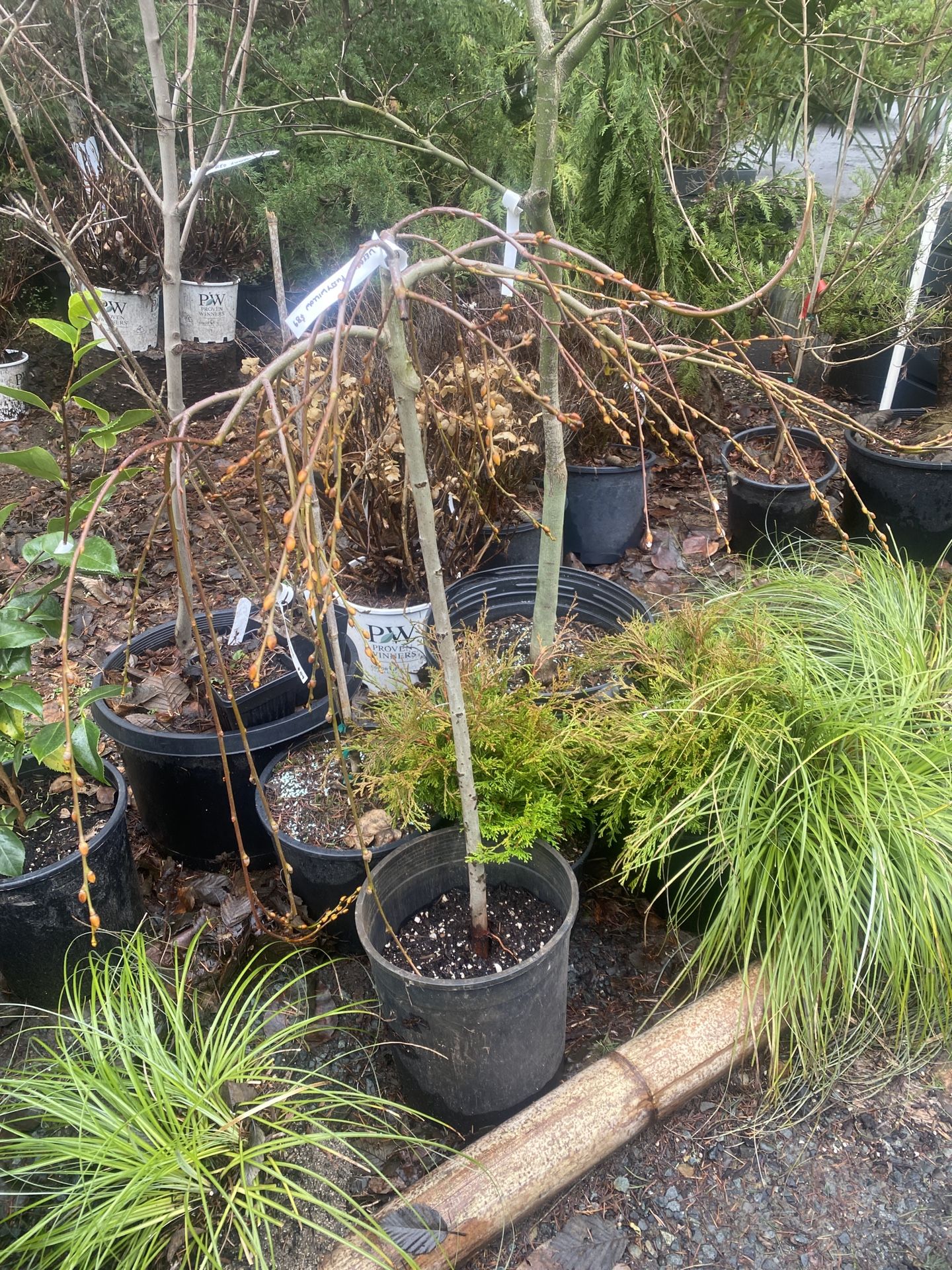 Weeping Pussywillow Tree for Sale in Puyallup, WA - OfferUp