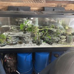 Fish Tank + Fish