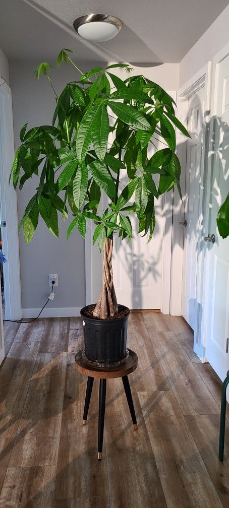 MONEY TREE (PACHIRA AQUATICA)