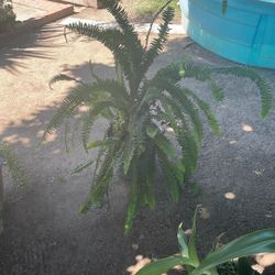 Es Una Planta De Lecho, Así Les Dicen En México