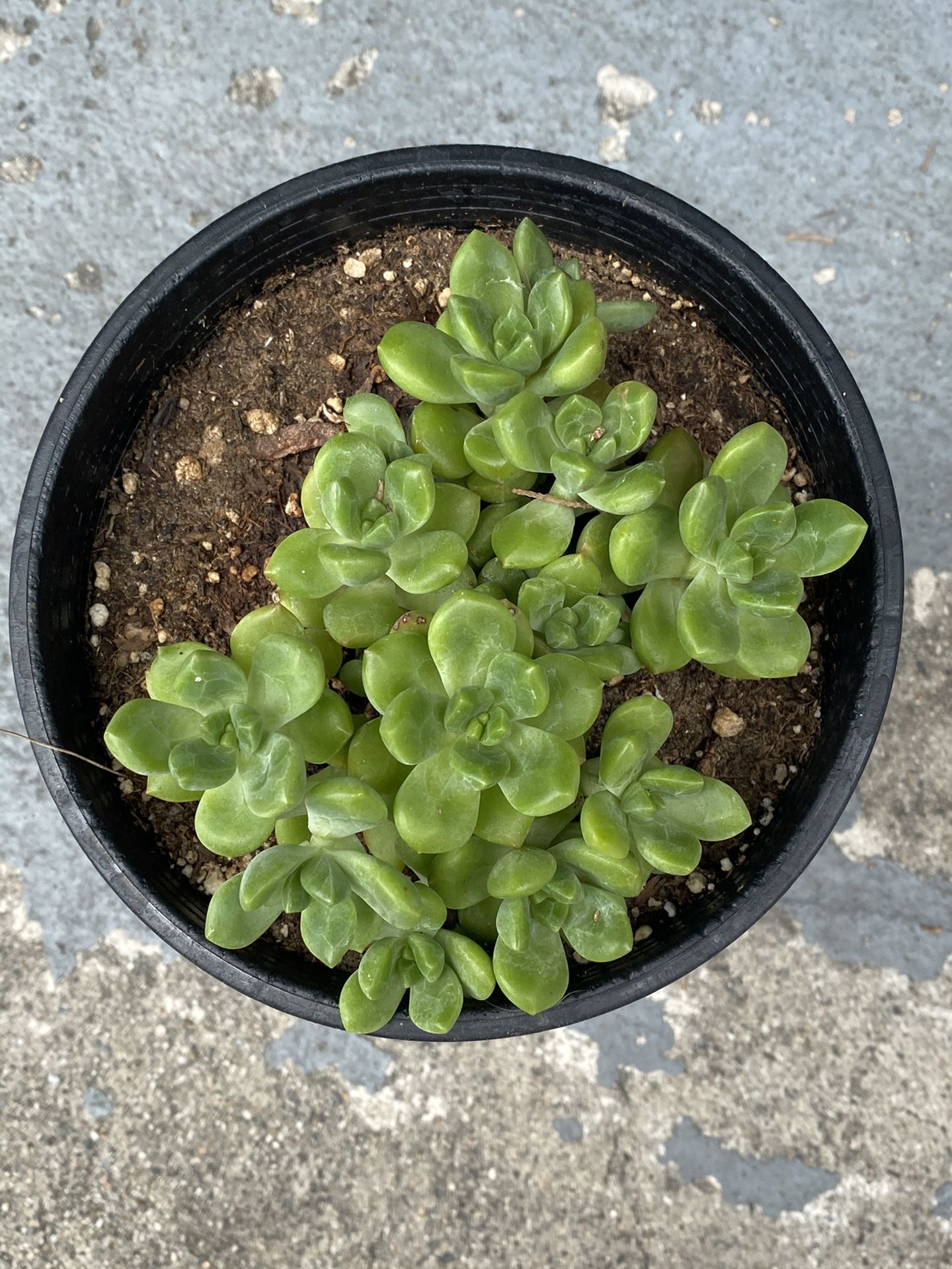 Alice Evans succulent