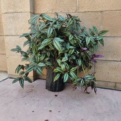 Tradescantia Zebrina Wandering Jew 