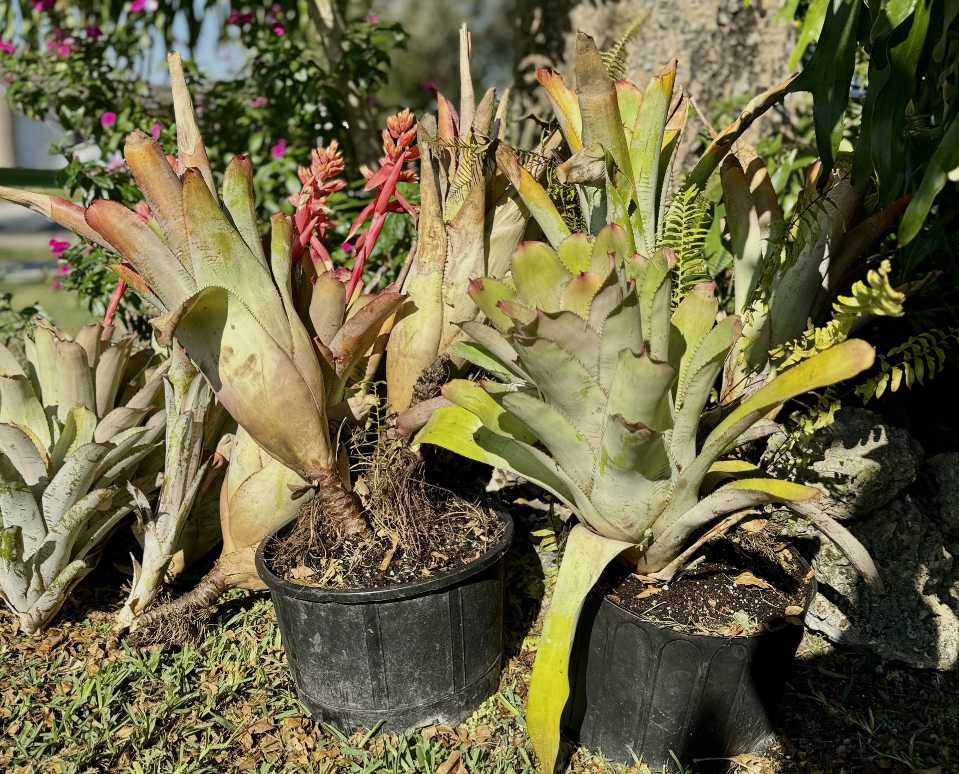 Six Beautiful Bromeliads