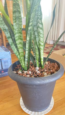 Plant Snake For Home , Good Conditions (4 Plants Together) In Nice Pot