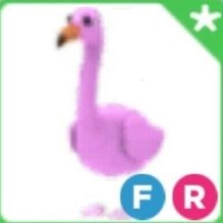 Fr Flamingo