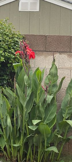 Red Hybrid calla lilies