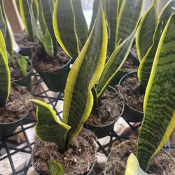 Snake Plants 