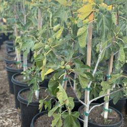 Black Mission Figs