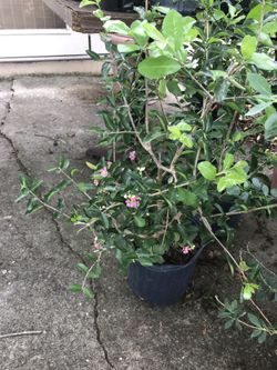 Barbados cherry treee .