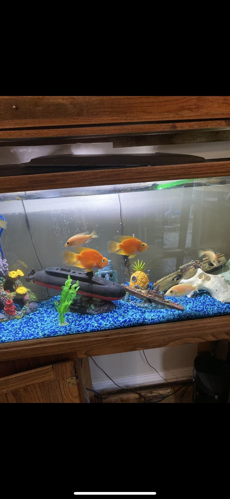 50 Gallon Fish Tank 