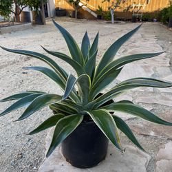 Agave Desmettiana Variegata. (Smooth Agave)