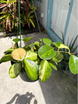 Hoya Australia lisa