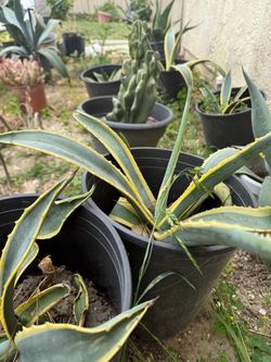 various  cactus plant