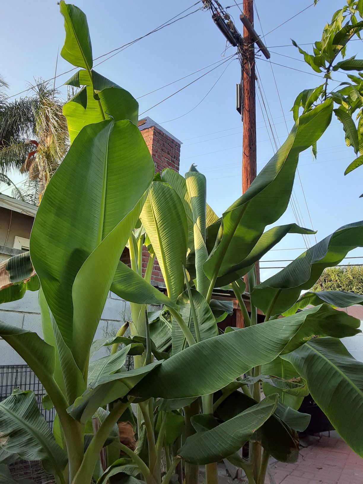 Banana plant (species platano costillon)