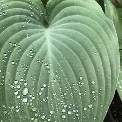 Beautiful Blue Hosta Perennial Plant.