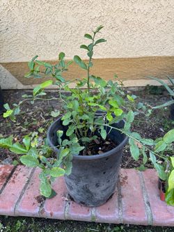 Kaffir lime plant
