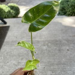 philodendron burle marx