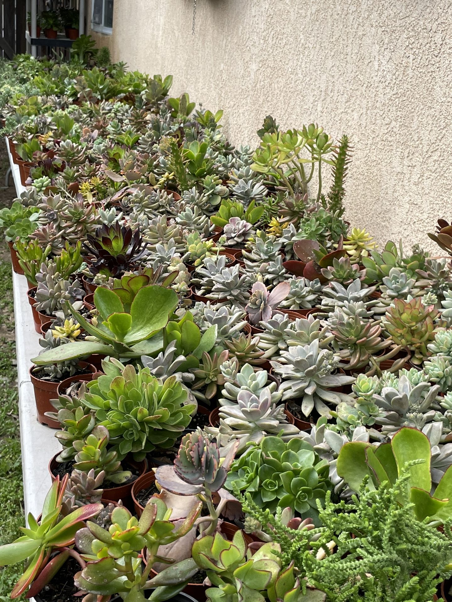 Succulents Plants