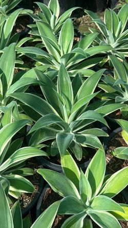 Agave Ray of Light