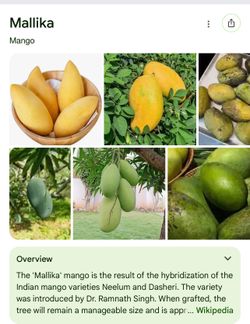 Mallika mango trees