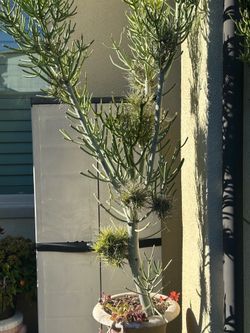 Fire stick with air plants