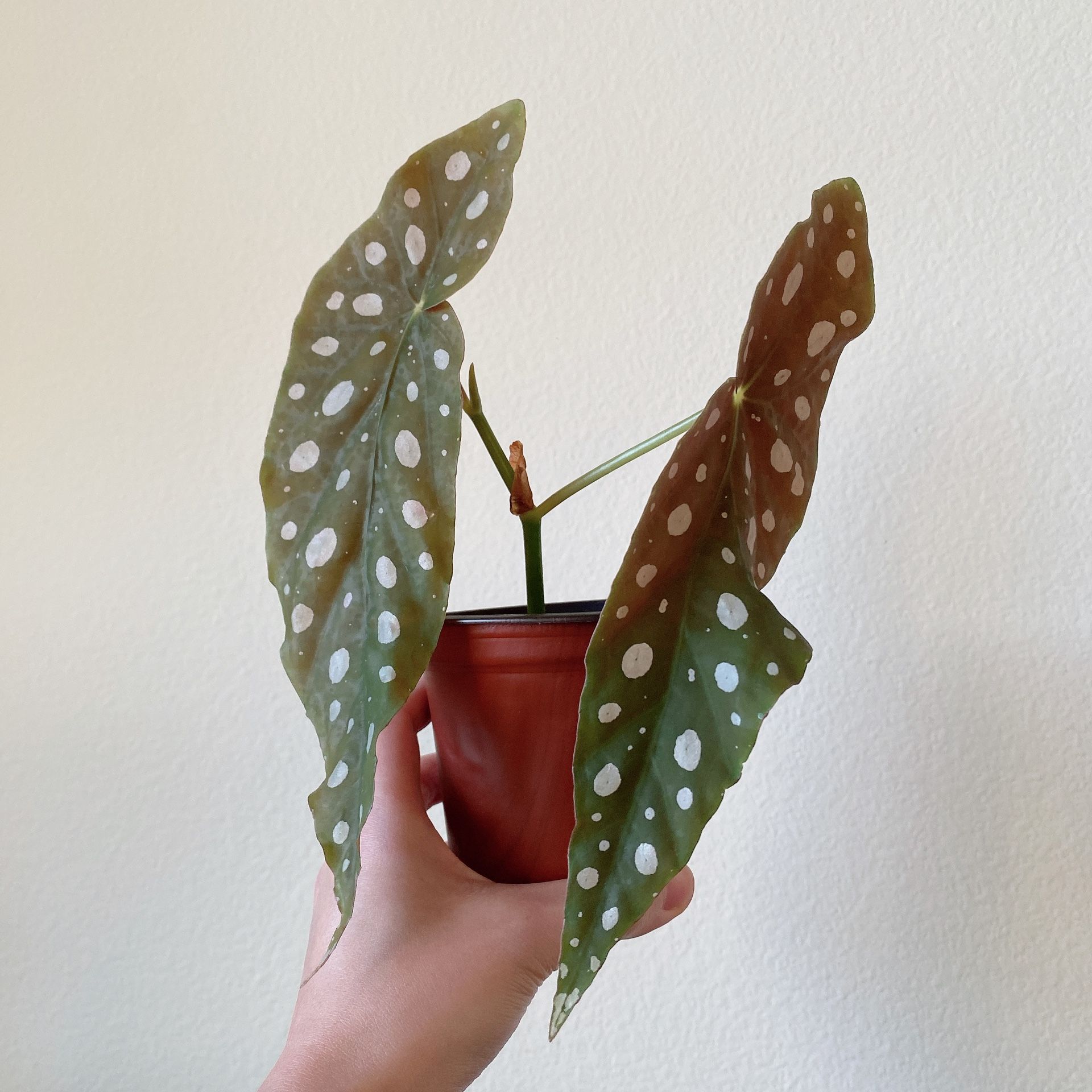 4” Begonia Maculata