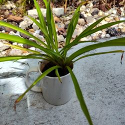 Spider Plant