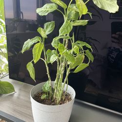 Dieffenbachia House Plan 2ft Tall