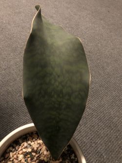 Large Whale Fin Sansevieria