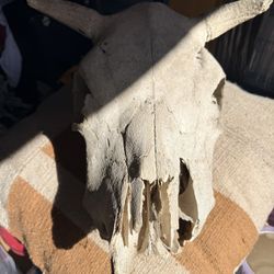 Cow/Bull Skull