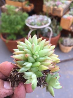 Succulents