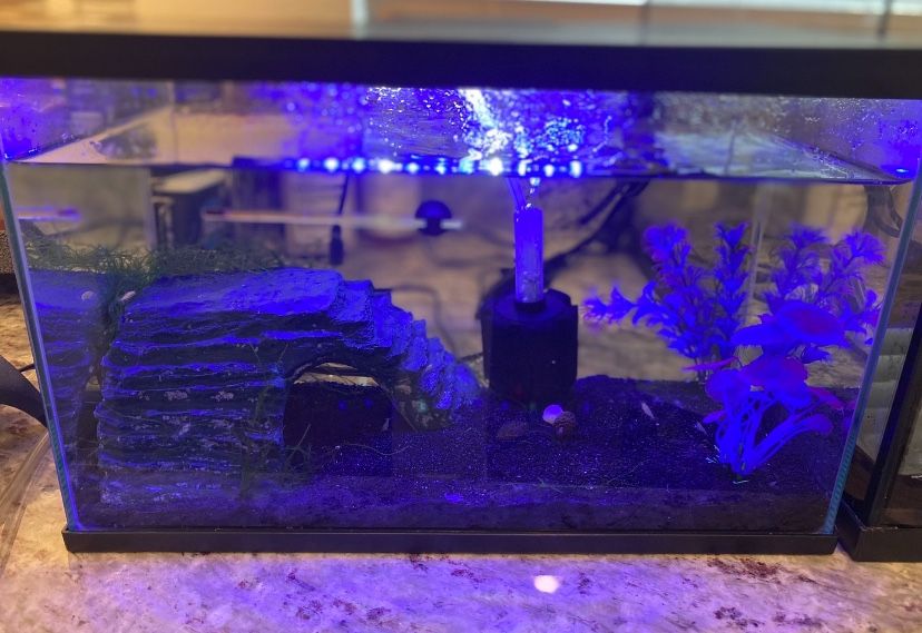 Fish Tank Aquarium
