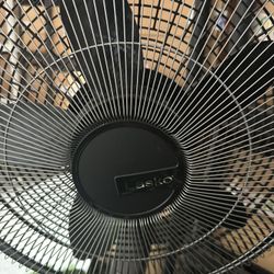 Tall Fan