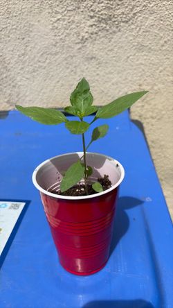 Thai Sweet Basil