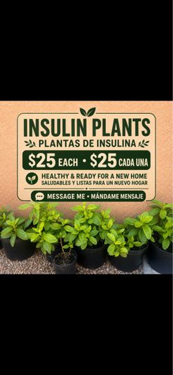 Planta insulina