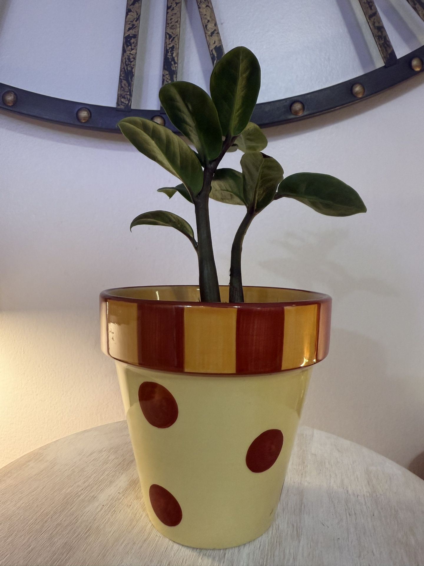 Tiny ZZ Plants. Bulb, Roots, Whole Plant