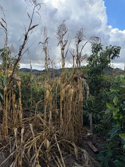 Corn stalks