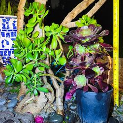 Jade Plant + Aeonium Black Rose + FREE Succulent Cuttings! 🌱🪷