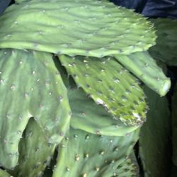 Nopales orgánicos recién cortados 