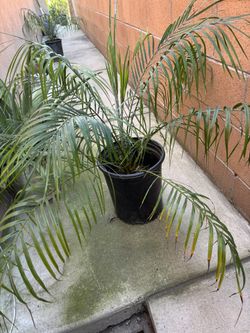 Phoenix Roebelenii Pygmy Date Palm Plant