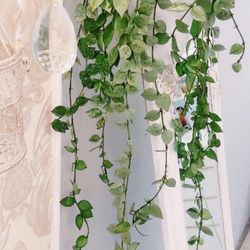 Hoya Lacunosa silver 