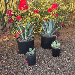 Cactus Starter Kit