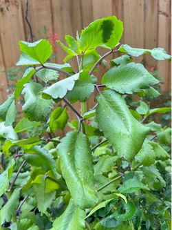 Leaf of Life Plant