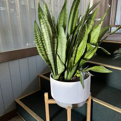 Live House Sanseviera Large Plant Come With Wood Stand And Ceramic White Pot 