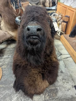 Large American Bison Buffalo Taxidermy Shoulder Mount