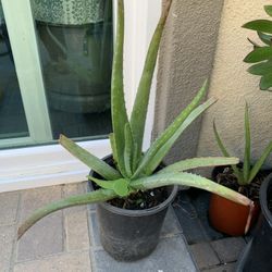 Aloe Vera
